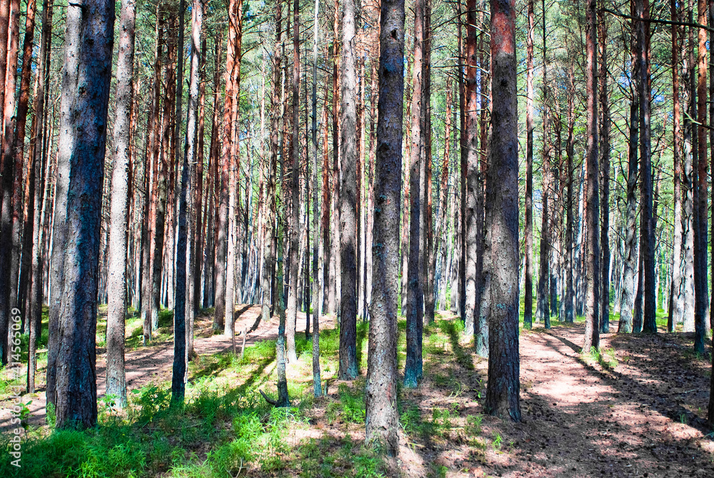 Obraz premium pine forest. in the photo, the trees are illuminated by the bright sun