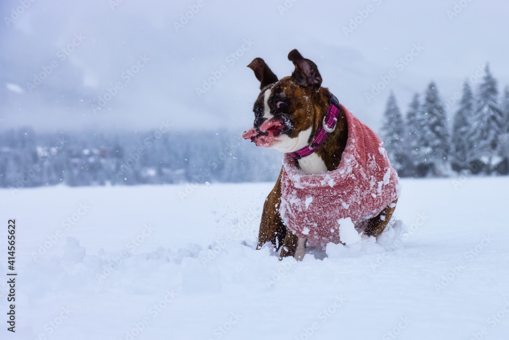 Adorable Boxer Dog playing in a snow covered frozen lake during winter time. Alta Lake, Whistler, British Columbia, Canada. Adorable Boxer Dog playing in a snow covered frozen lake during winter time. Alta Lake, Whistler, British Columbia, Canada.