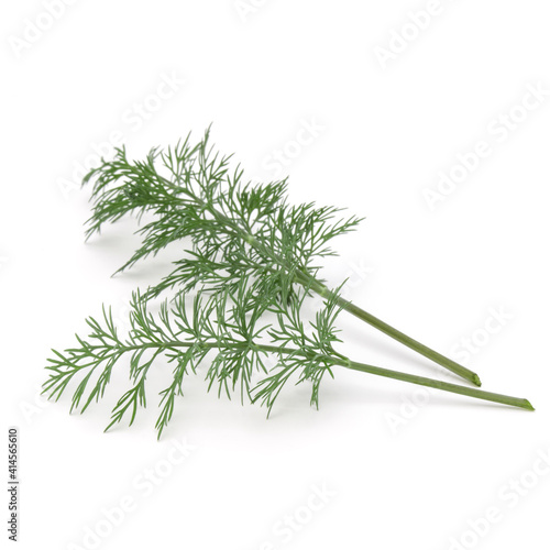 Close up shot of branch of fresh green dill herb leaves isolated on white background