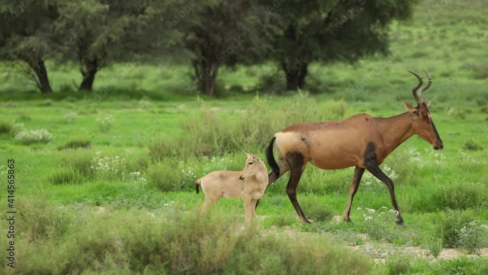Wide shot of a female Red Hartebeest and her calf standing gin the green landscape of the Kgalagadi Transfrontier Park before walking out the frame. Wide shot of a female Red Hartebeest and her calf standing gin the green landscape of the Kgalagadi Transfrontier Park before walking out the frame.