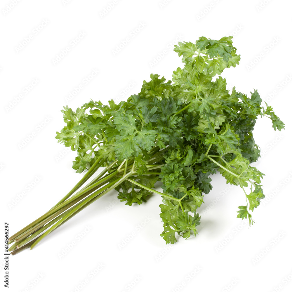 parsley leaves bunch isolated on white background cutout parsley leaves bunch isolated on white background cutout