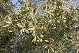 Olive tree branch in the sunny day in summer time.Close up.