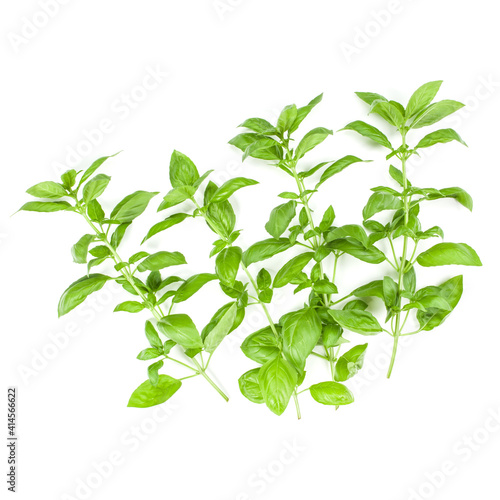 Sweet Genovese basil branch isolated on white background. Flat, Top view.