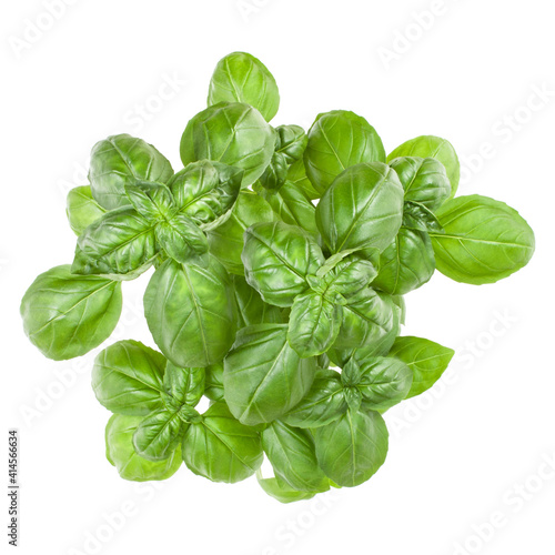 Fresh sweet Genovese basil bouquet isolated on white background cutout. Top view.