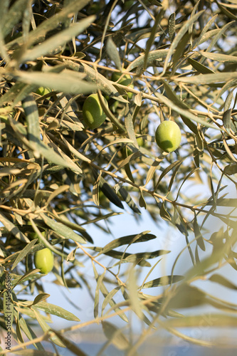 Green olives in the sunlight on a tree branch.