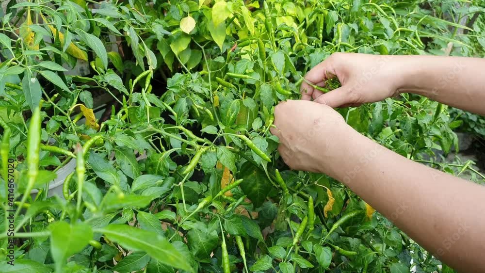 Asian muslim woman harvesting green chili pepper, bird's eye chili hangs on tree, home garden vegetable organic farm Asian muslim woman harvesting green chili pepper, bird's eye chili hangs on tree, home garden vegetable organic farm