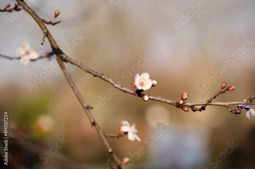 Apple tree blossoms in winter. Blooming flowers in the garden and botanical park.