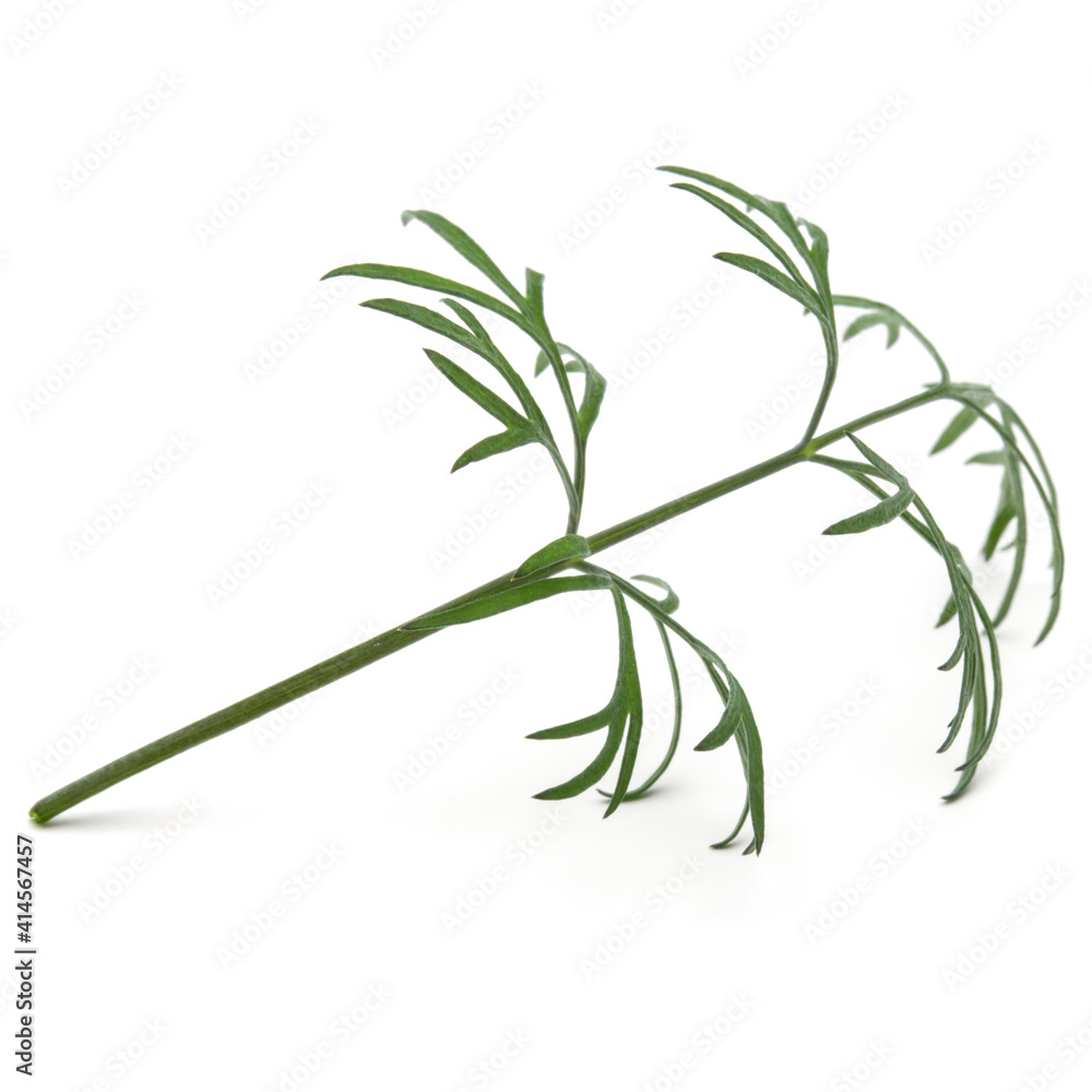 Close up shot of branch of fresh green dill herb leaves isolated on white background