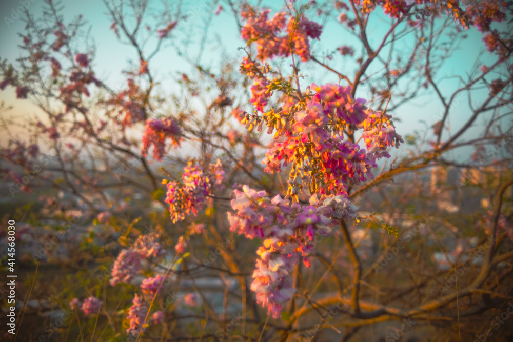Judas blossom in spring, shallow depth of field, artistic vintage look. Judas blossom in spring, shallow depth of field, artistic vintage look.