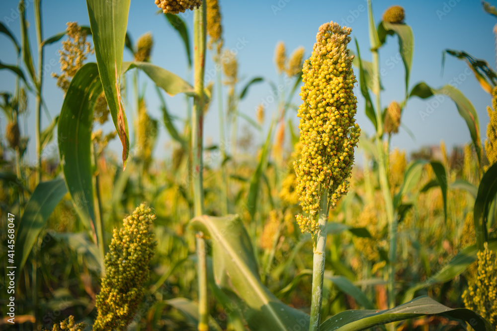 Obraz premium Field of sorghum plant, also know as Jowar in India, in West Africa as Guinea corn, and in China as kaoliang.. Shallow depth of field. 