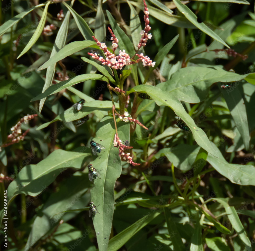Obraz premium Moscas en hoja