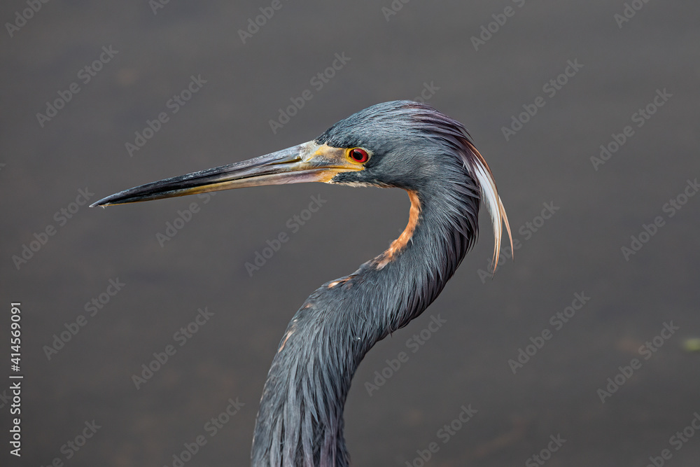 Tricolored Heron 