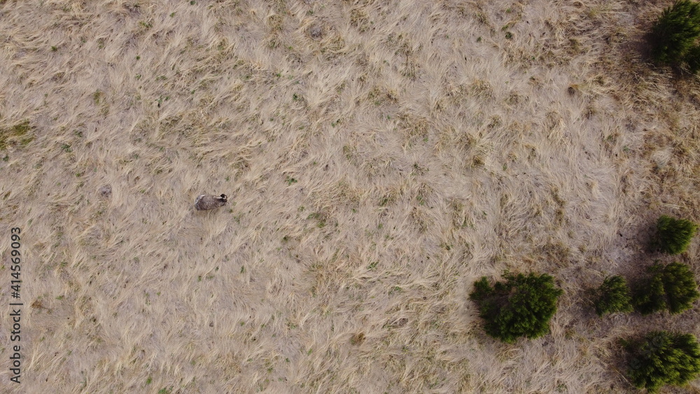 Fototapeta premium overhead view of a lone adult native australian emu in a large flowing grassy field, rural Victoria, Australia