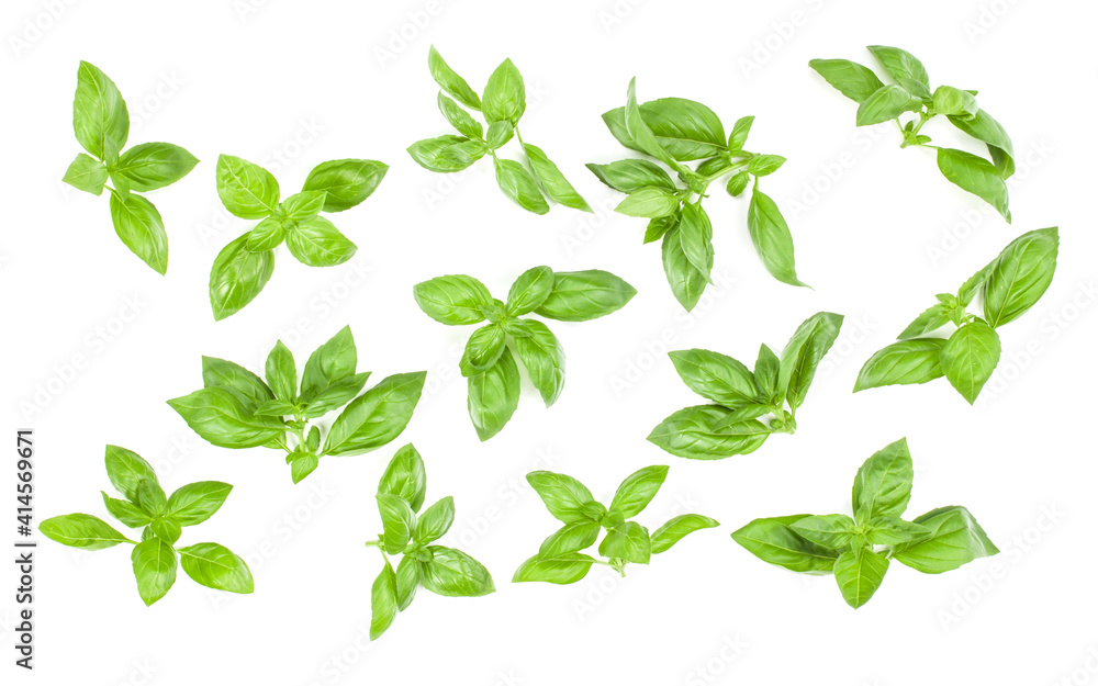 Sweet Genovese basil leaves background arrangement isolated on white. Top view. Sweet Genovese basil leaves background arrangement isolated on white. Top view.