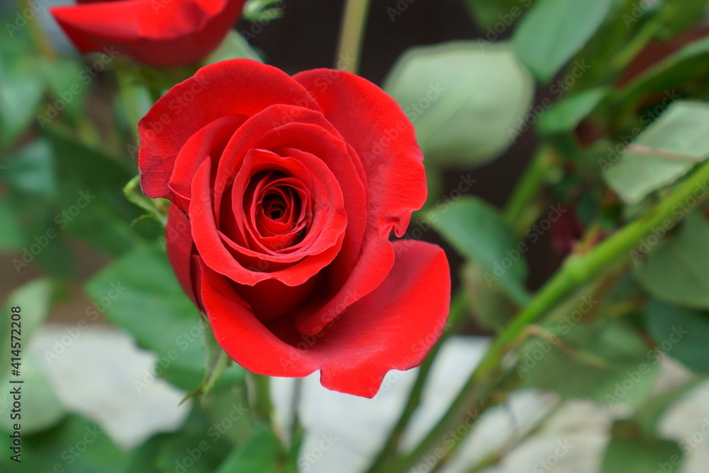 Beautiful garden flower in winter of Florida Beautiful garden flower in winter of Florida