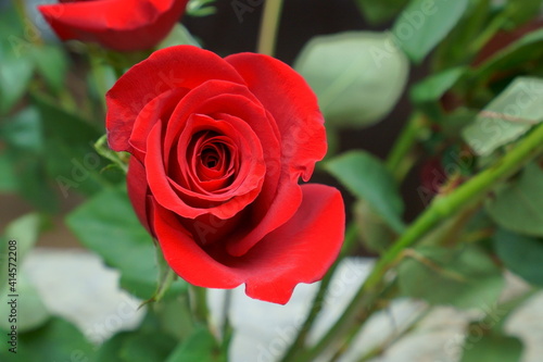 Beautiful garden flower in winter of Florida