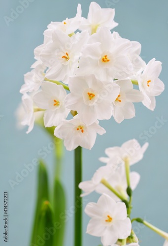 Photography White paperwhite narcissus bulb flowers forced in winter