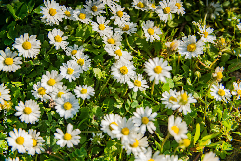 field of chamomile flowers close-up background field of chamomile flowers close-up background