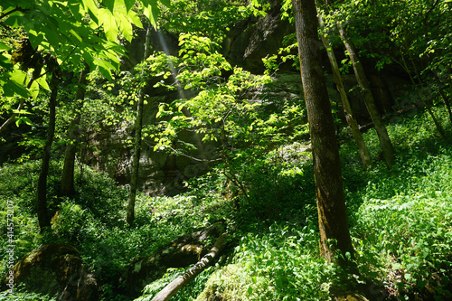 forest in the morning