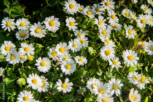 field of chamomile flowers close-up background