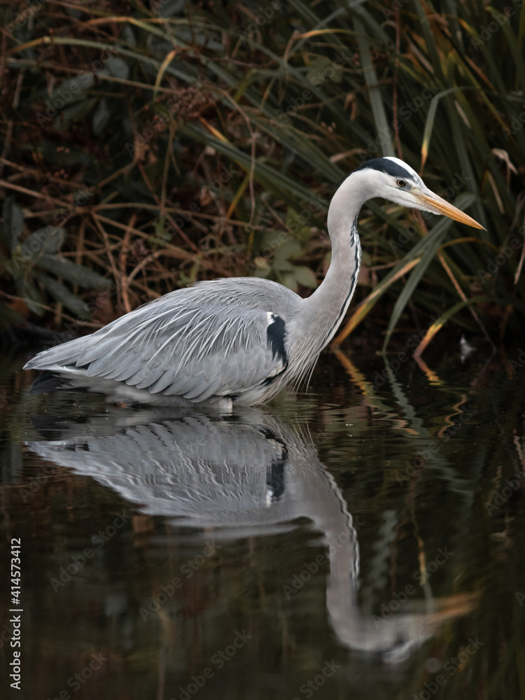 Grey Heron (Ardea cinerea) standing on the edge of a lake Grey Heron (Ardea cinerea) standing on the edge of a lake