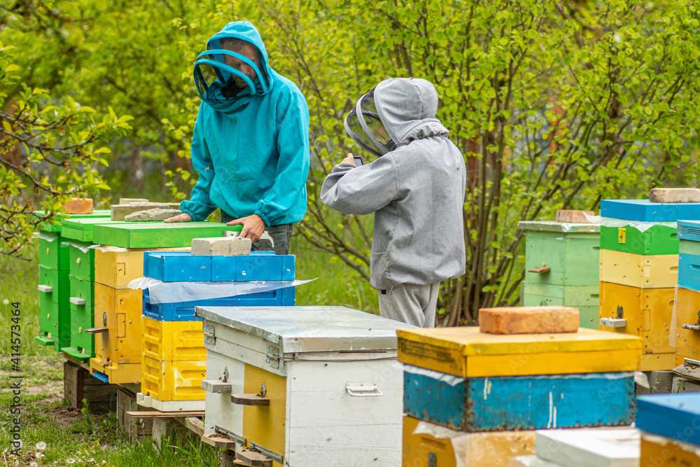 child broadcasting online from apiary. Dad and son on the apiary. Family agribusiness. boy records video as father works near bee hives. Online education in beekeeping and fertilization of queen bee. child broadcasting online from apiary. Dad and son on the apiary. Family agribusiness. boy records video as father works near bee hives. Online education in beekeeping and fertilization of queen bee.