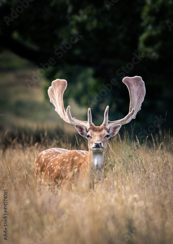Fallow Deer (Dama dama) standing in a field
