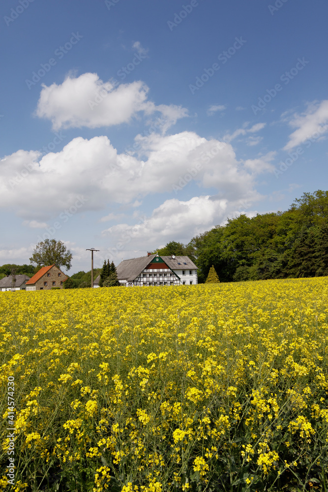 Rape Field With Old Houses In May, Hilter, Osnabruecker Land Region, Germany, Europe