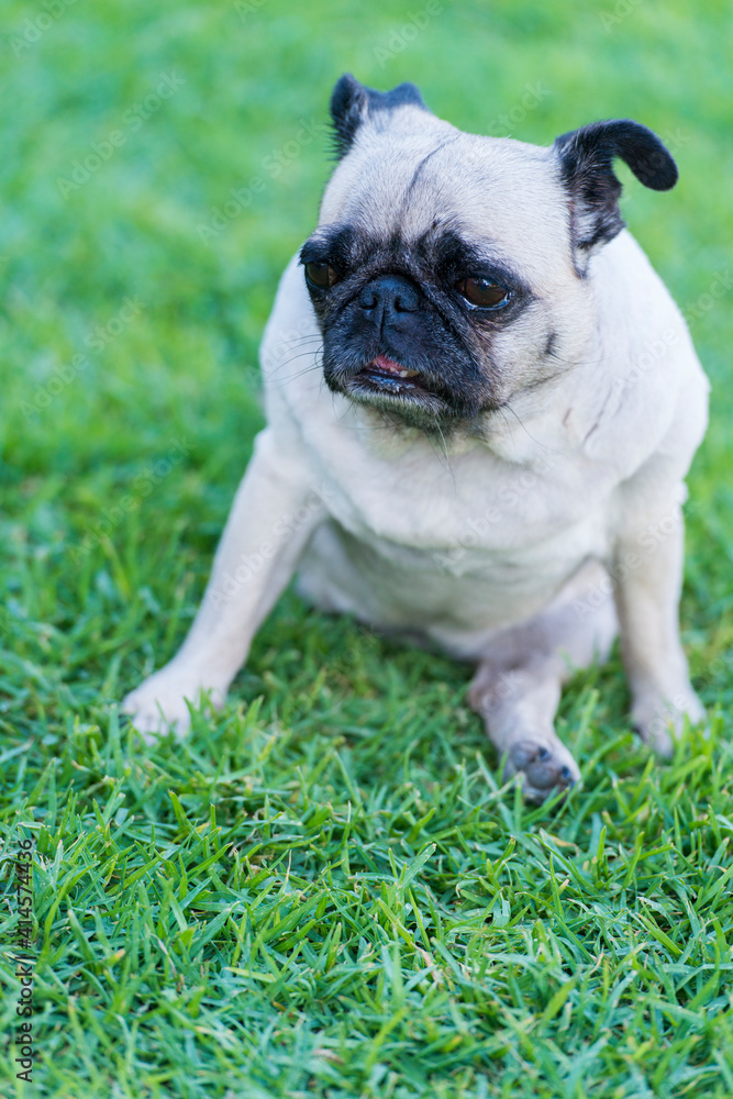 White Pug Makes Balancing Act