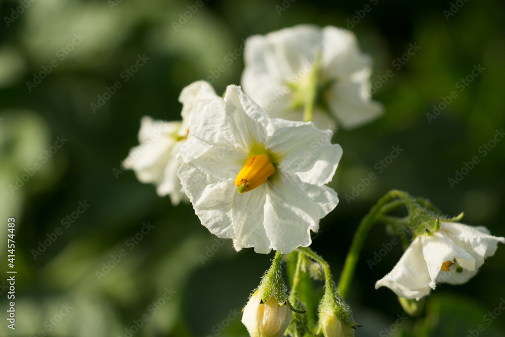 potato blossom
potato blossom