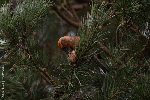 Common Red Crossbill (Loxia curvirostra) eating a pine cone