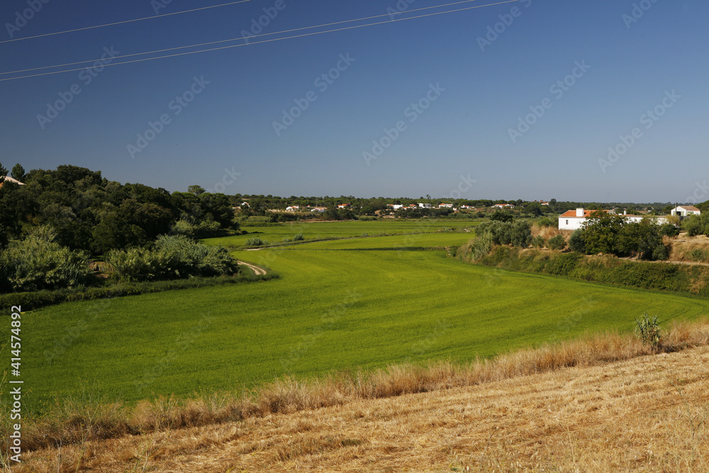 Rice Rice Paddy Rice Green At Melides Portugal Europe