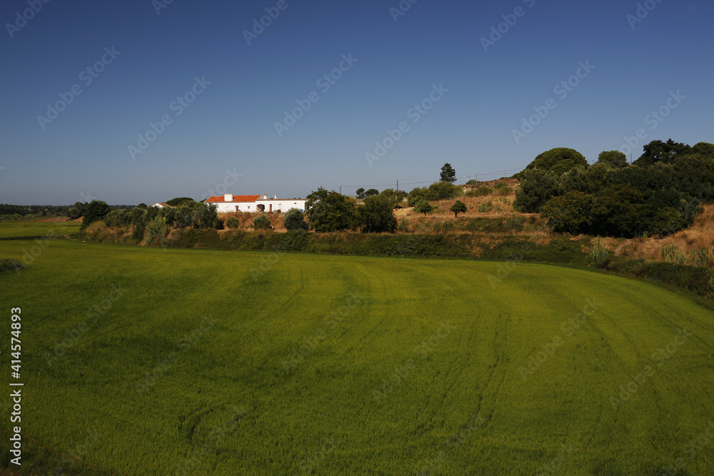 Rice Rice Paddy Rice Green At Melides Portugal Europe Rice Rice Paddy Rice Green At Melides Portugal Europe