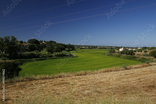 Rice Rice Paddy Rice Green At Melides Portugal Europe