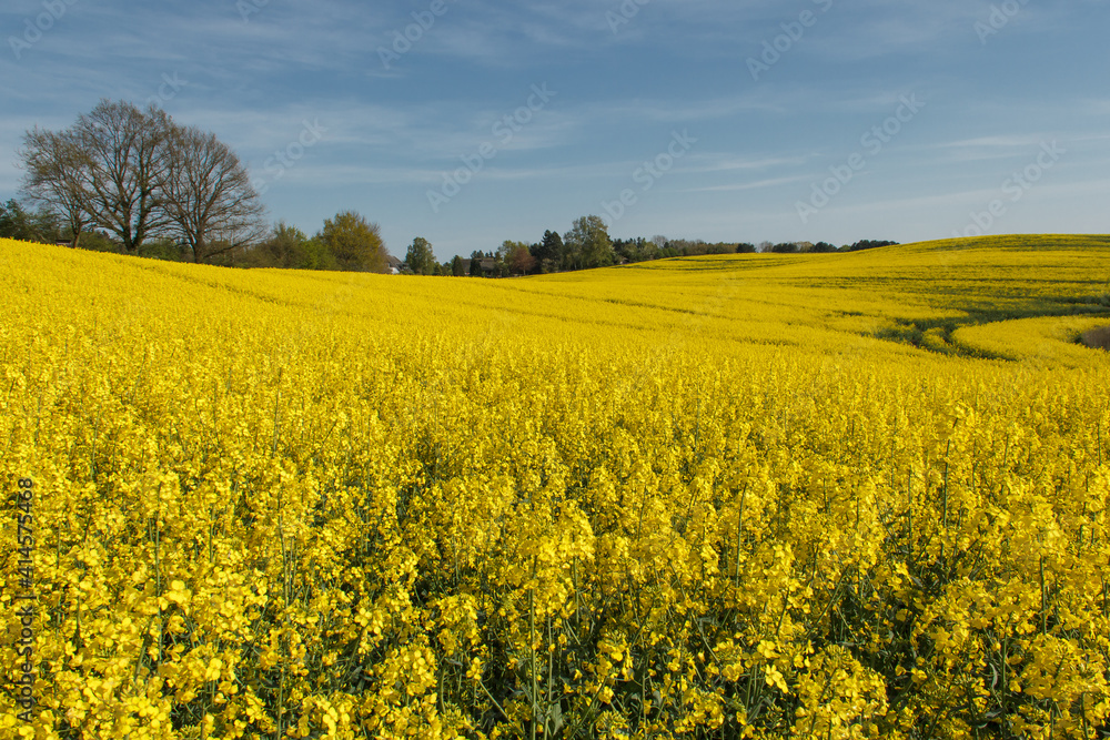 Rape Field