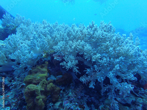 coral reef and diver