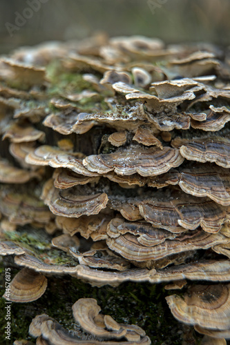Brown Tree Fungus On A Tree Seasoning