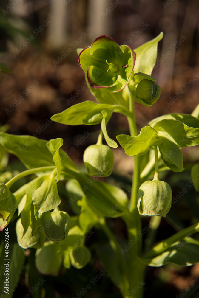 Flowers Of The Stinking Hellebore Flowers Of The Stinking Hellebore