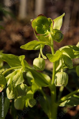 Flowers Of The Stinking Hellebore