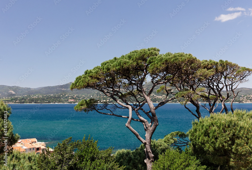 Pinus halepensis, Aleppo Pine in Saint-Tropez, French Riviera, Southern France