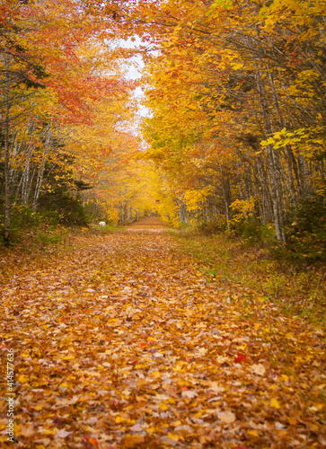 Fototapeta Naklejka Na Ścianę i Meble -  footpath of fallen leaves in Prince Edward Island