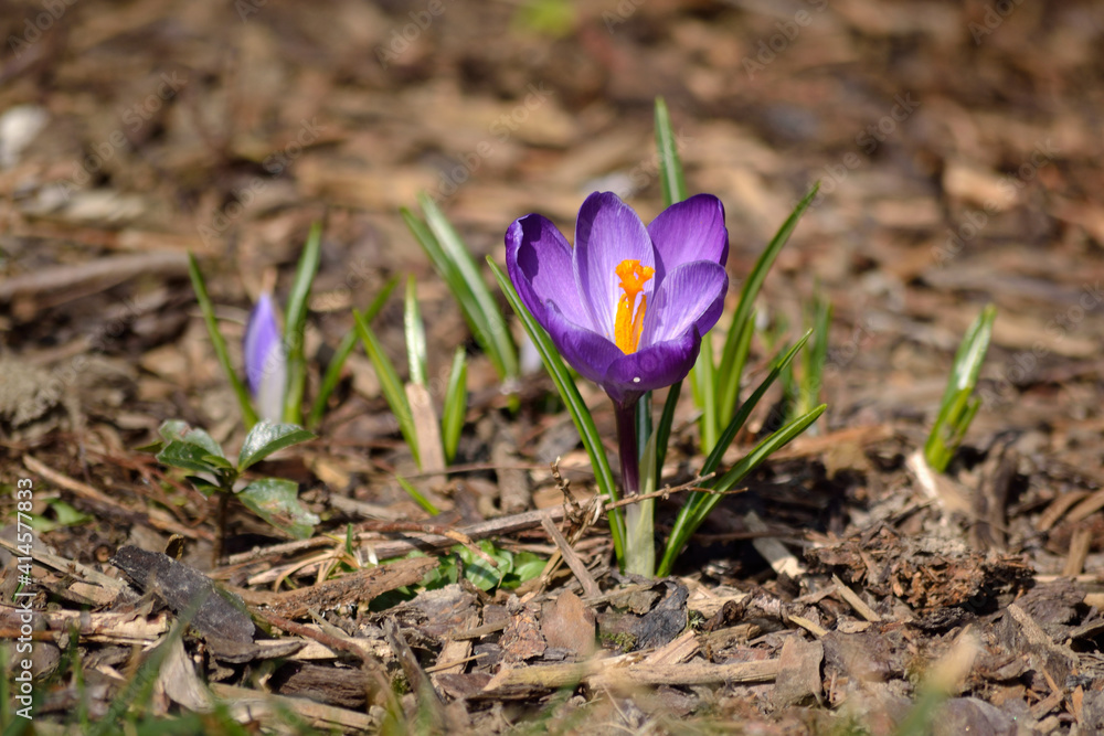 Purple Crocus Grows In The Spring Of Bark Mulch Produced Purple Crocus Grows In The Spring Of Bark Mulch Produced