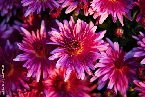 Chrysanthemums