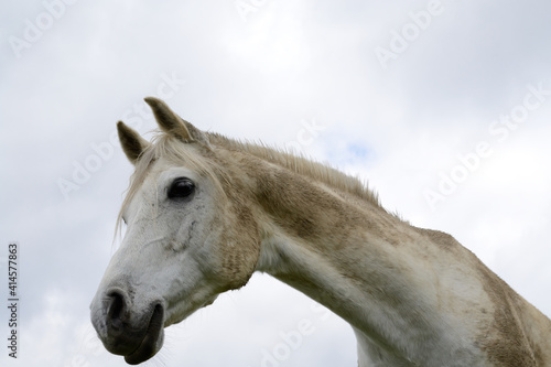 Horse Head Of A White Horse © Stockfotos