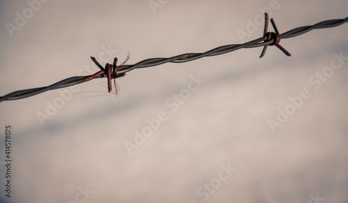 barb wire in a pasture