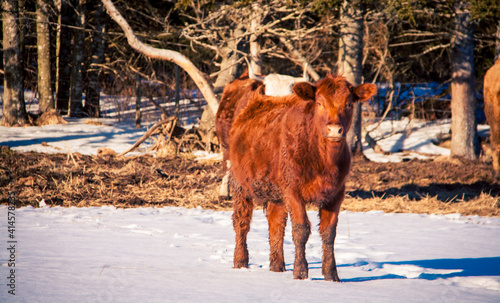 calf in a field in the winter