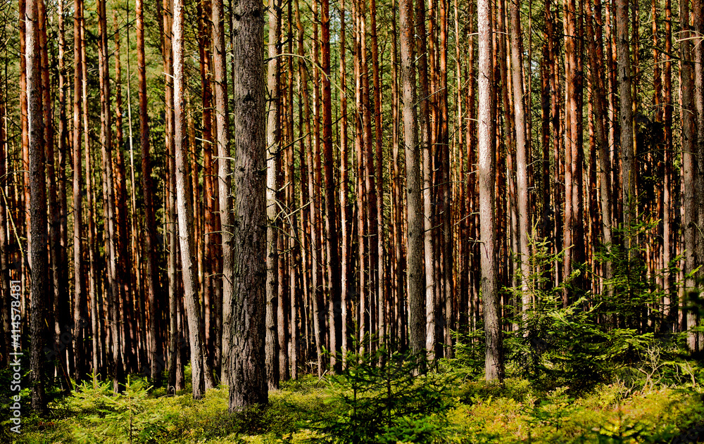 Fototapeta premium Pine Forest, Thuringia, Germany