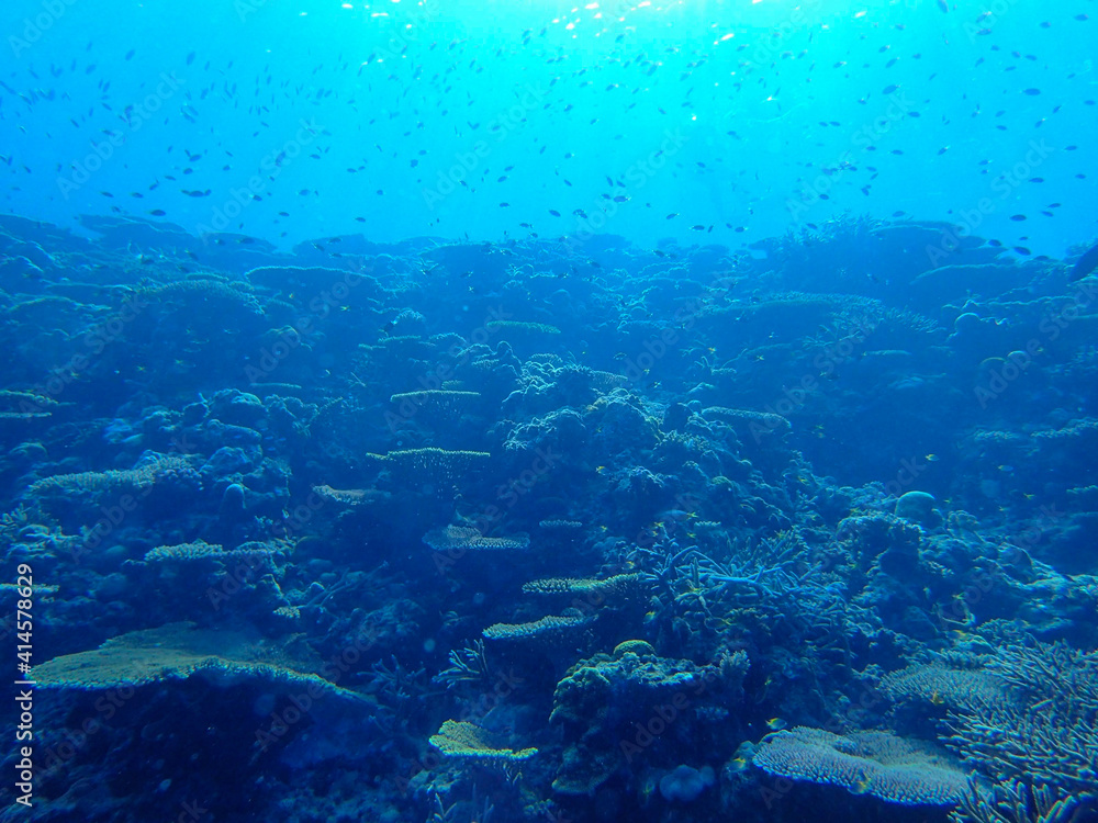 coral reef and diver