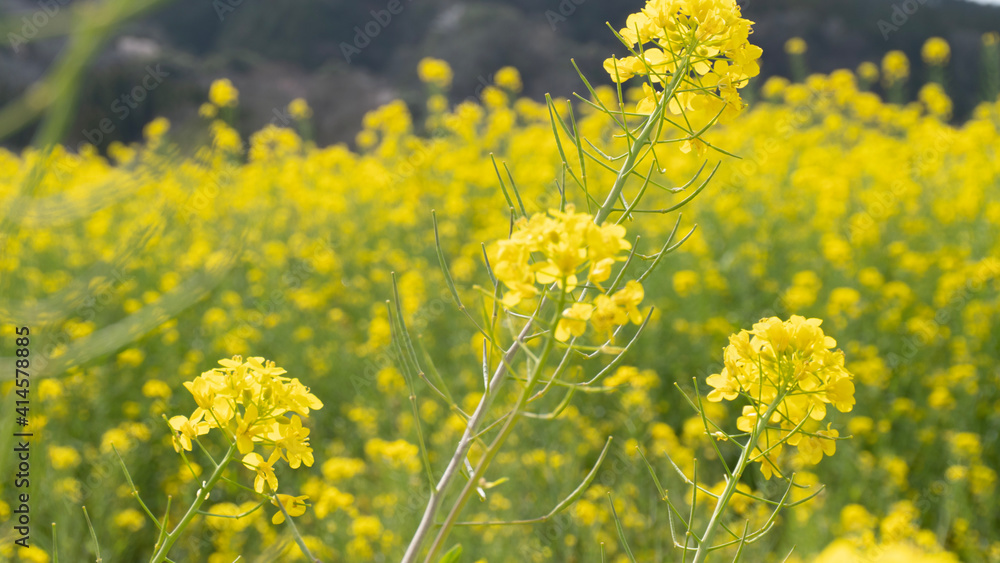 Obraz premium field of yellow flowers