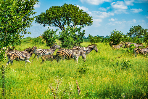 zebras passing by in krueger national park in South Africa photo